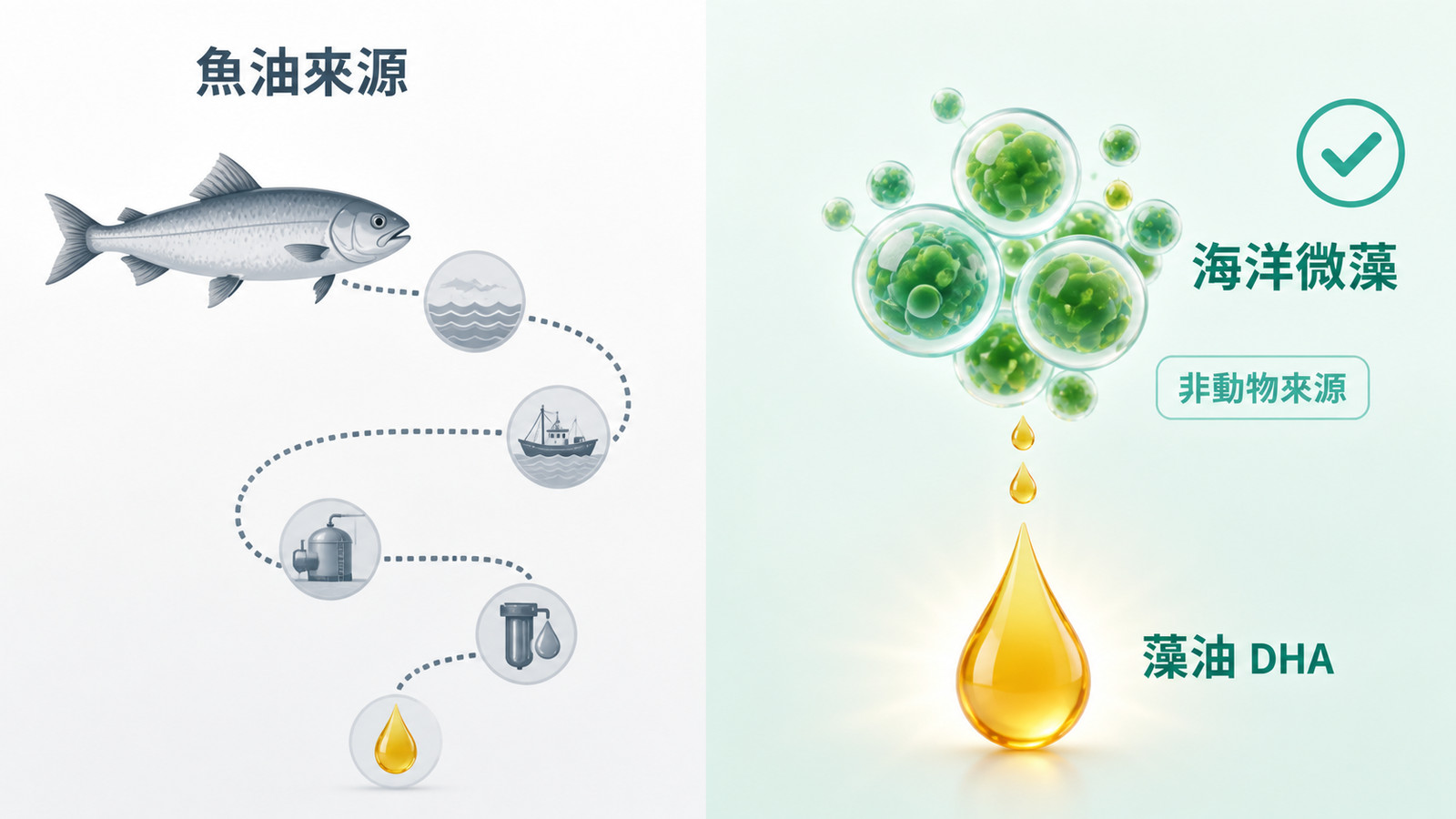 ApoE4 Omega-3 大腦營養來源比較 | 藻油 vs 魚油：左側灰藍色魚油來源萃取需多繞一圈，右側翠綠色海洋微藻細胞直接釋出琥珀色藻油 DHA 油滴，標示為非動物來源並以簡潔勾選標示為 BLNC 選用來源。