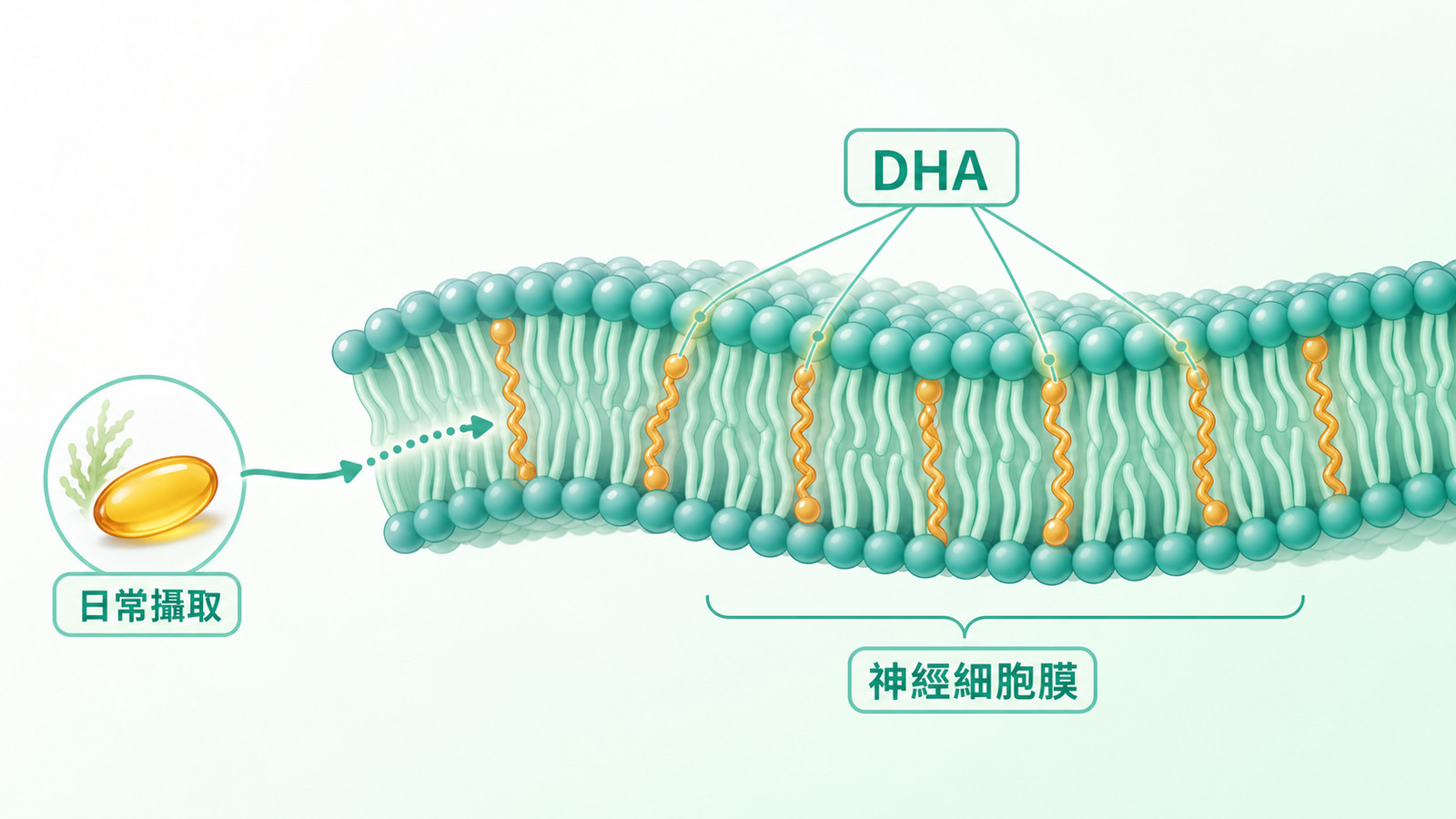 ApoE4 Omega-3 | DHA 在神經細胞膜的角色示意：DHA 分子嵌入細胞膜磷脂層維持流動性，並以藻油膠囊示意日常攝取。
