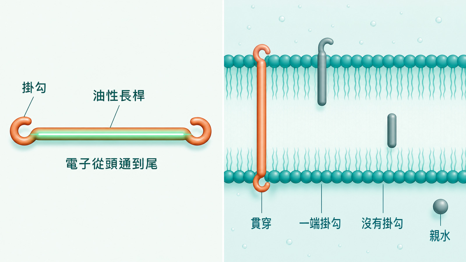蝦紅素功效 | 分子結構示意：蝦紅素中間是油性長桿、兩端各有一組掛勾，能整根貫穿雙層油脂膜並扣在上下兩面；旁邊對照沒有掛勾、只有一端掛勾與親水性分子所在的位置。屬成分結構科普示意。