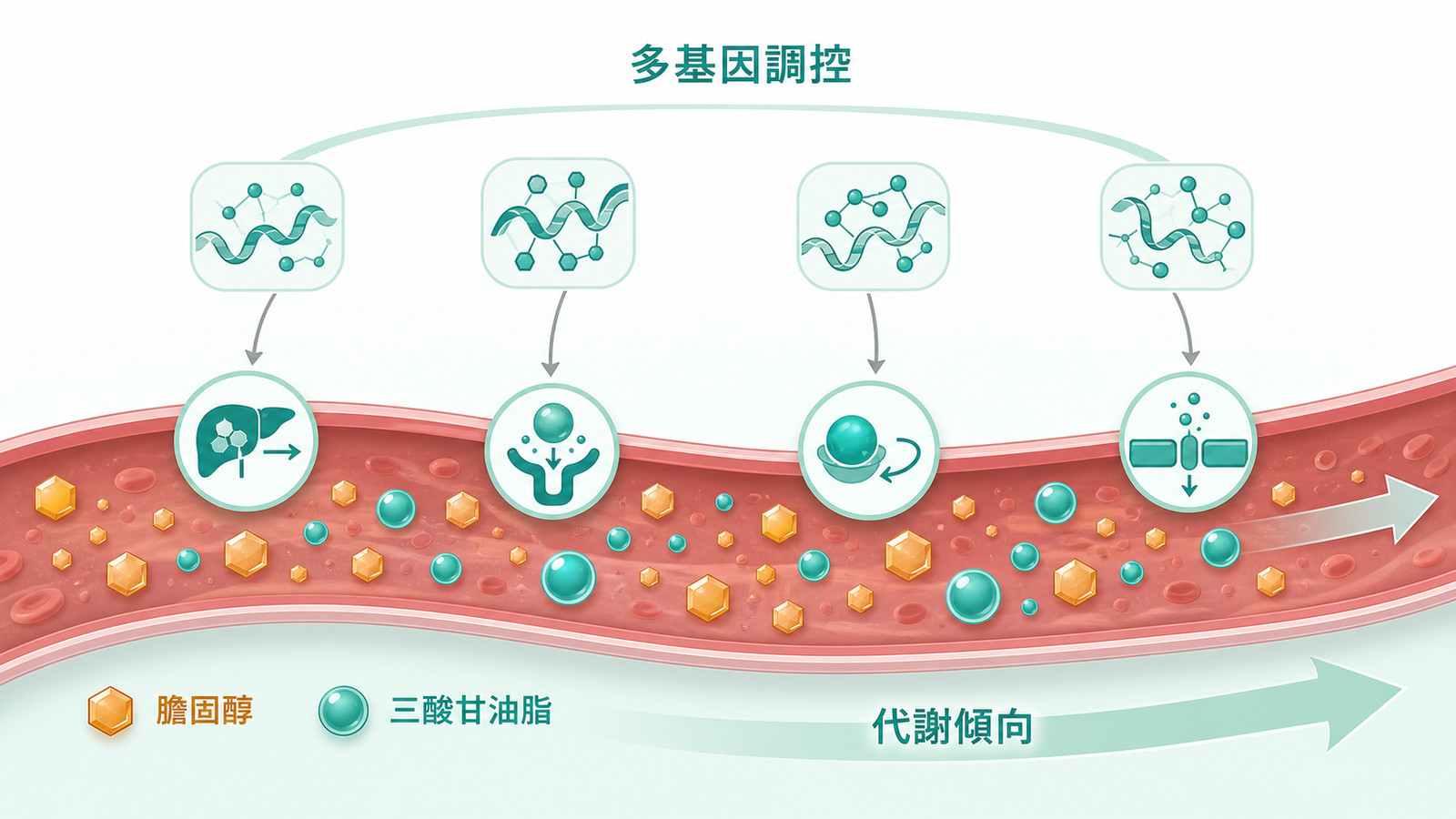 膽固醇基因檢測主題 | 脂質代謝體質：示意血裡的膽固醇與三酸甘油酯經合成、清除、運送多個環節，由多個基因各出一點力共同調控，呈現先天代謝傾向，非疾病或治療示意。