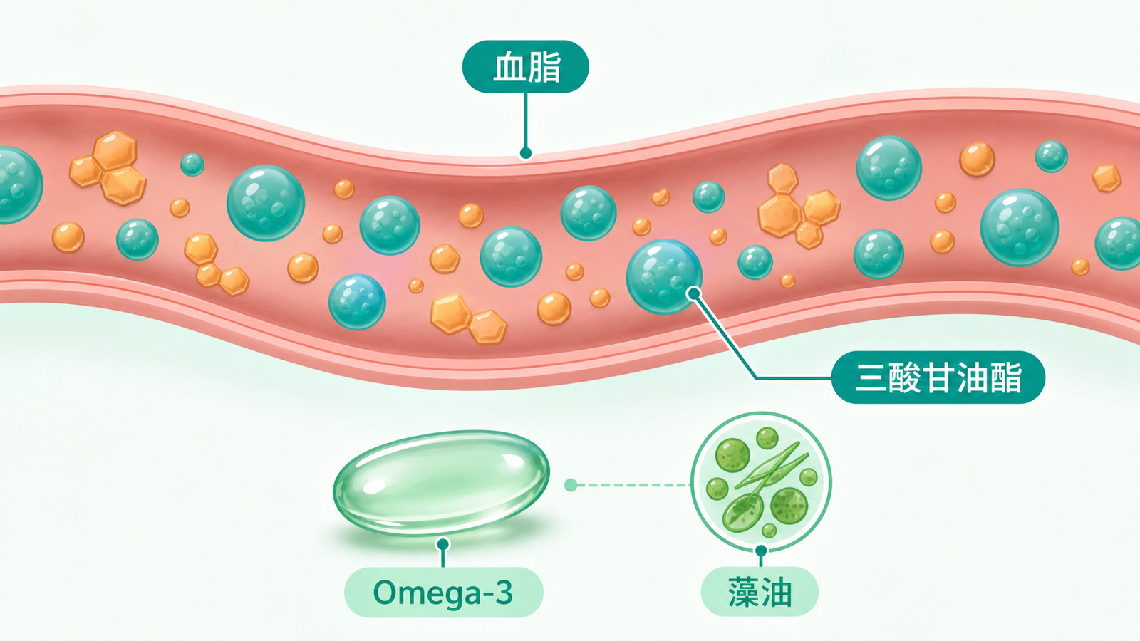 膽固醇基因檢測 | Omega-3 與血脂示意：研究討論 Omega-3 時常聚焦三酸甘油酯指標，藻油是微藻來源、不含膽固醇。