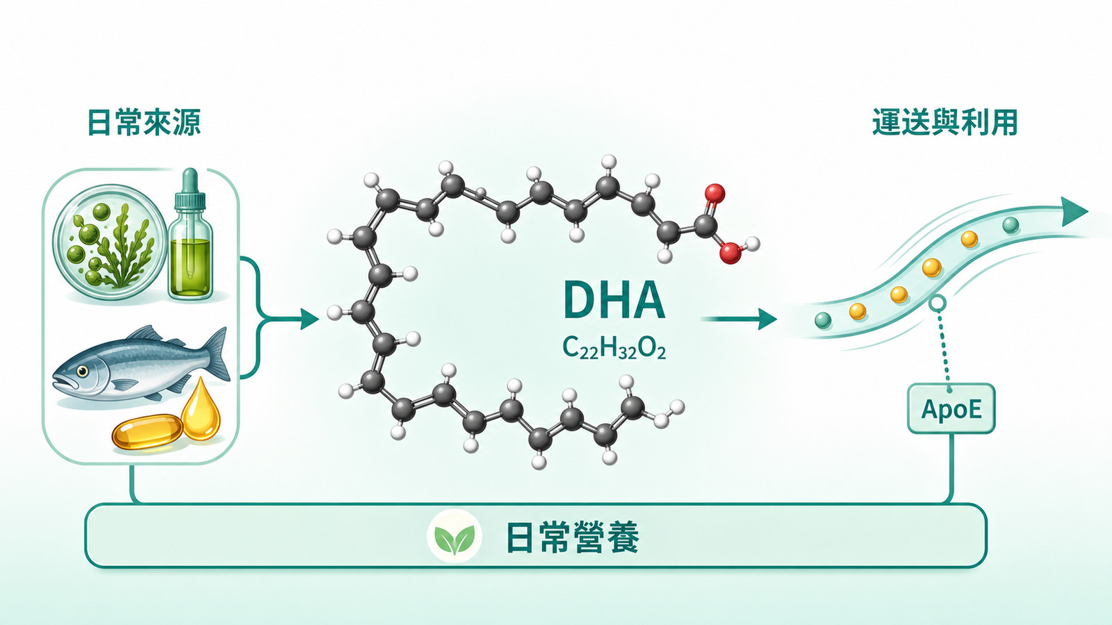 神經營養中的 ApoE 與 DHA 代謝科普示意：以日常 Omega-3 來源到 DHA，再進入脂質代謝脈絡的流程呈現，ApoE 只作研究背景路標，不作疾病風險預測。