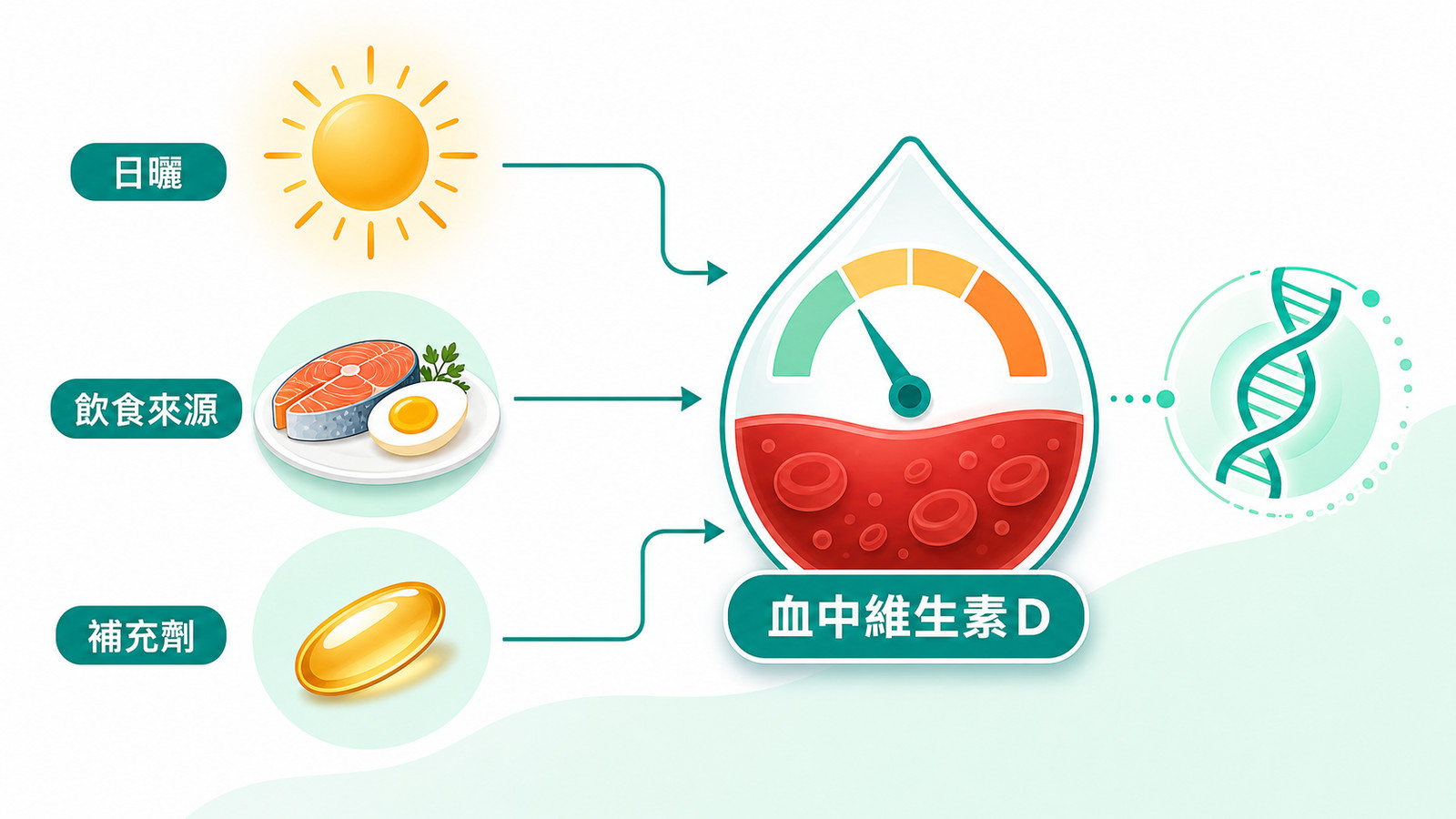 維生素D補充看基因 | 維生素D三大來源示意：日曬、飲食、補充劑經箭頭流向血中維生素D濃度，旁以 VDR 基因圖示示意其影響細胞接收/反應維生素 D 訊號。