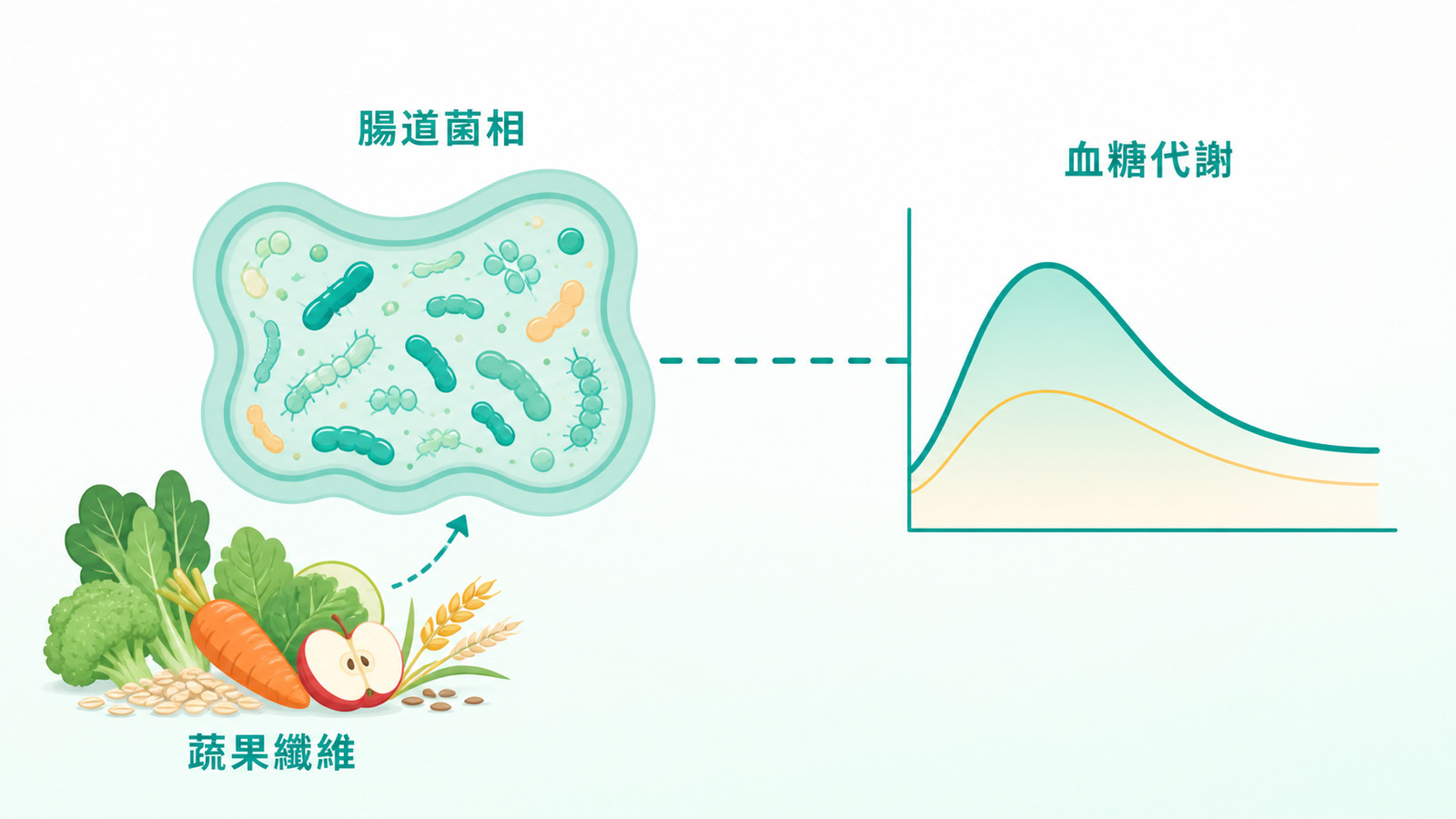 腸道菌相與血糖代謝關聯示意：左側腸道菌相生態、右側平緩血糖曲線，以虛線連結表示「與…有關」的觀察性關聯；左側輸入只標示蔬果纖維等日常飲食來源。