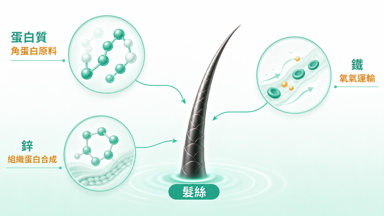 Diagram connecting three nutrients—protein, iron, and zinc—to a single hair, illustrating nutrition as one important part of the causes of hair loss.