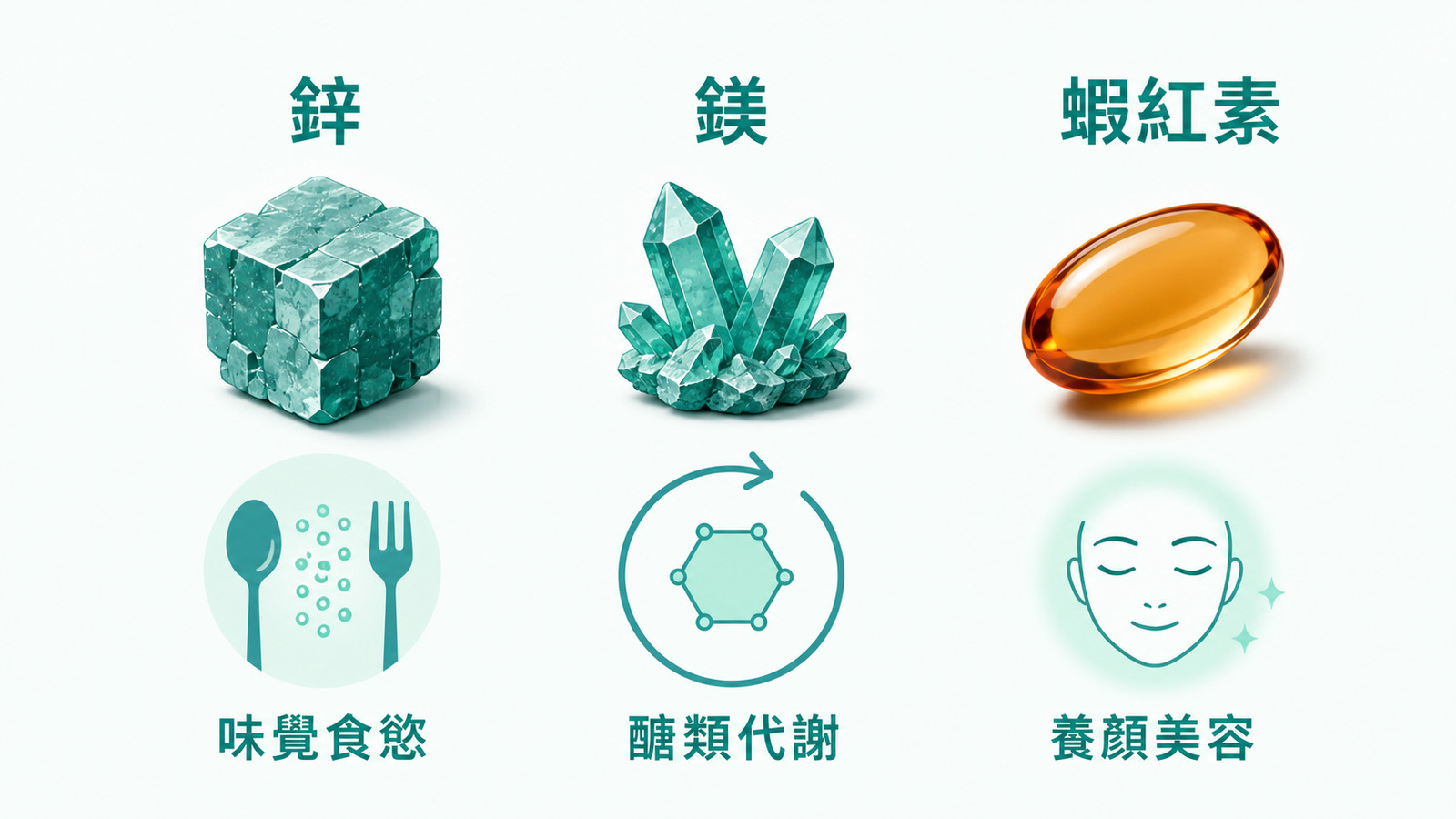 男性保健食品 | 鋅、鎂的營養功能與蝦紅素的日常保養定位示意。