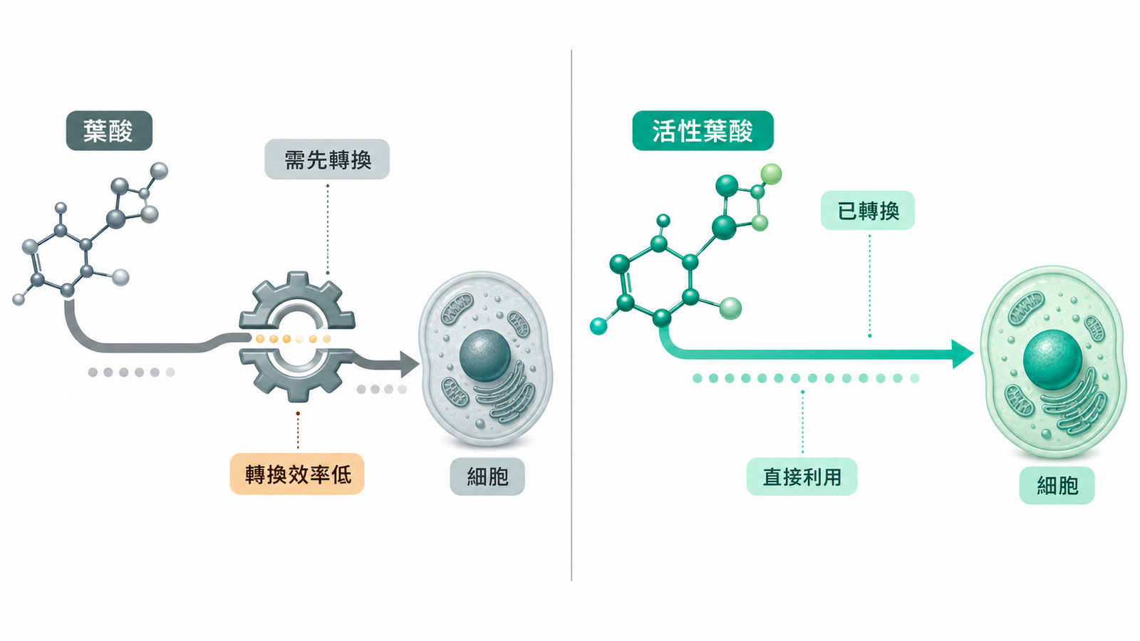 MTHFR 葉酸基因 | 一般vs活性葉酸：左邊一般葉酸需經多步驟代謝、MTHFR 位在中段轉換（效率低的人較繞較慢），右邊活性葉酸已轉換好可略過這步，說明同樣的攝取量在轉換效率不同的人身上並不一樣。