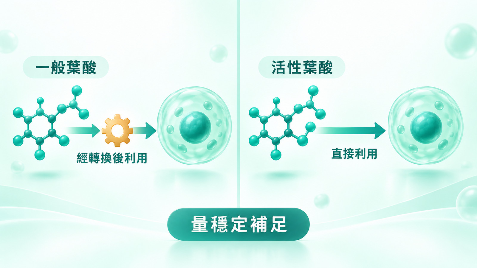 MTHFR 葉酸基因 | 一般葉酸與活性葉酸：左邊一般葉酸經過一道轉換步驟後被細胞利用，右邊活性葉酸是已轉換的形式，兩條路線最後都能被利用，重點是每天的量穩定補足。