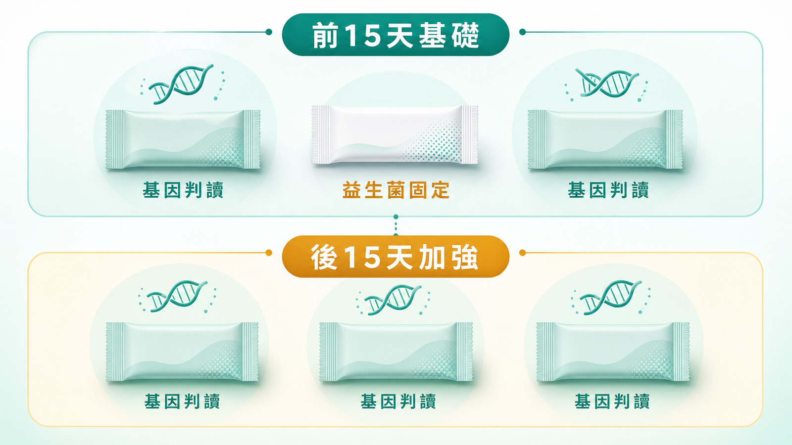 The two-stage formula structure for nutrient absorption in older adults: three foundation slots for the first 15 days and three enhancement slots for the second 15 days, with the probiotic fixed and the other five slots selected by genetic reading.