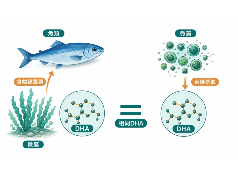 藻油和魚油比較：素食者和一般人怎麼挑才對