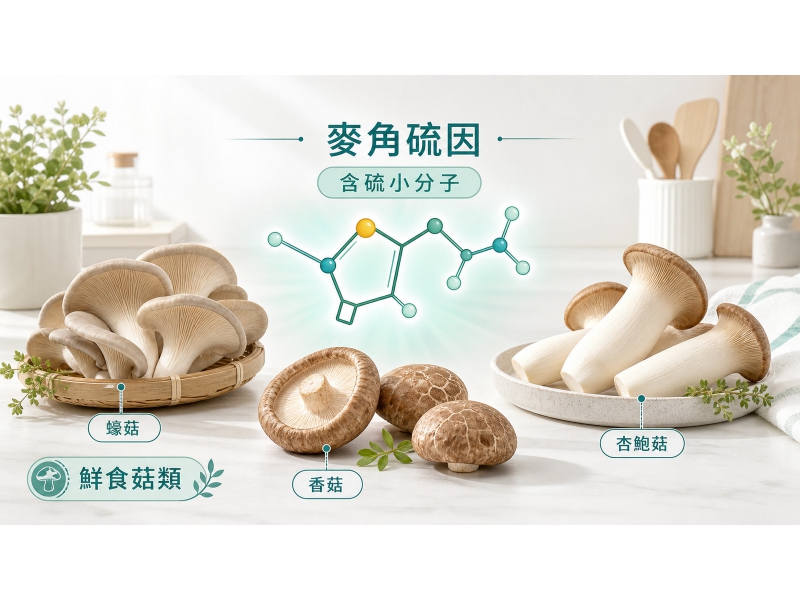 麥角硫因是什麼？菇類來源、煮法與複方標示一次看懂