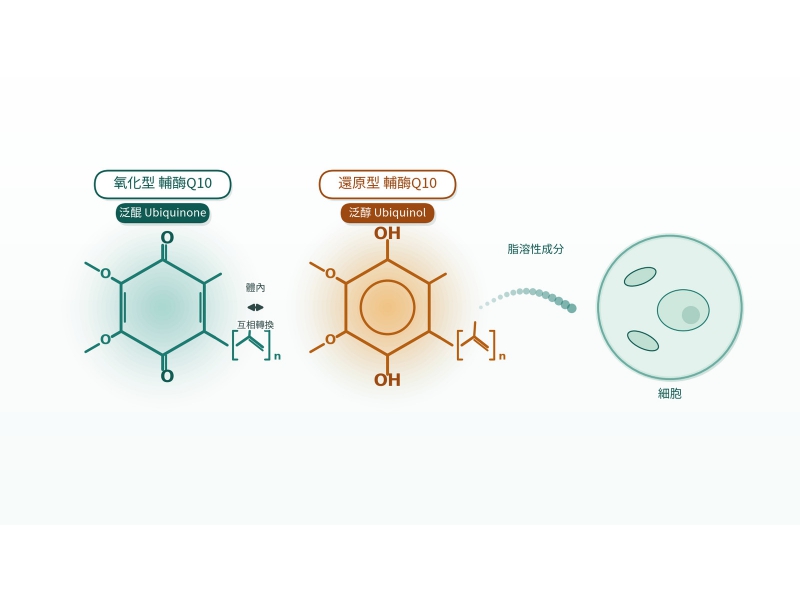 Q10 還原型 ubiquinol vs 氧化型：吸收差在哪、怎麼吃