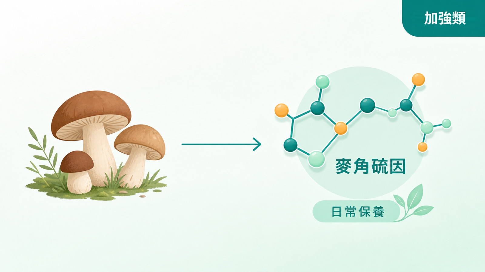 麥角硫因功效有哪些？誰需要補、又該怎麼挑