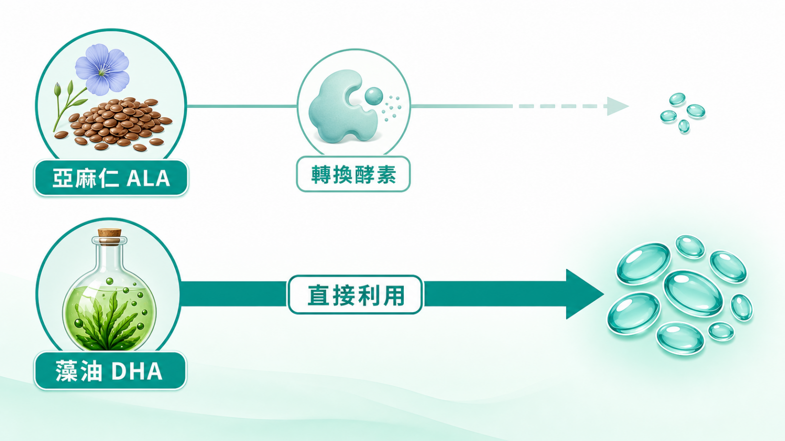 素食 Omega-3 藻油 | 植物性 Omega-3 轉換示意:亞麻仁 ALA 經酵素轉換效率有限,藻油可直接提供 DHA。