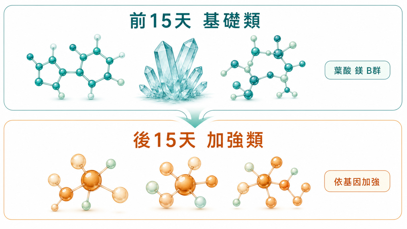 心血管基因檢測的日常營養兩階段示意:上半部前15天基礎類以葉酸、鎂、B 群打底,下半部後15天加強類為依基因推薦的營養節點,兩階段一起支持日常營養安排。