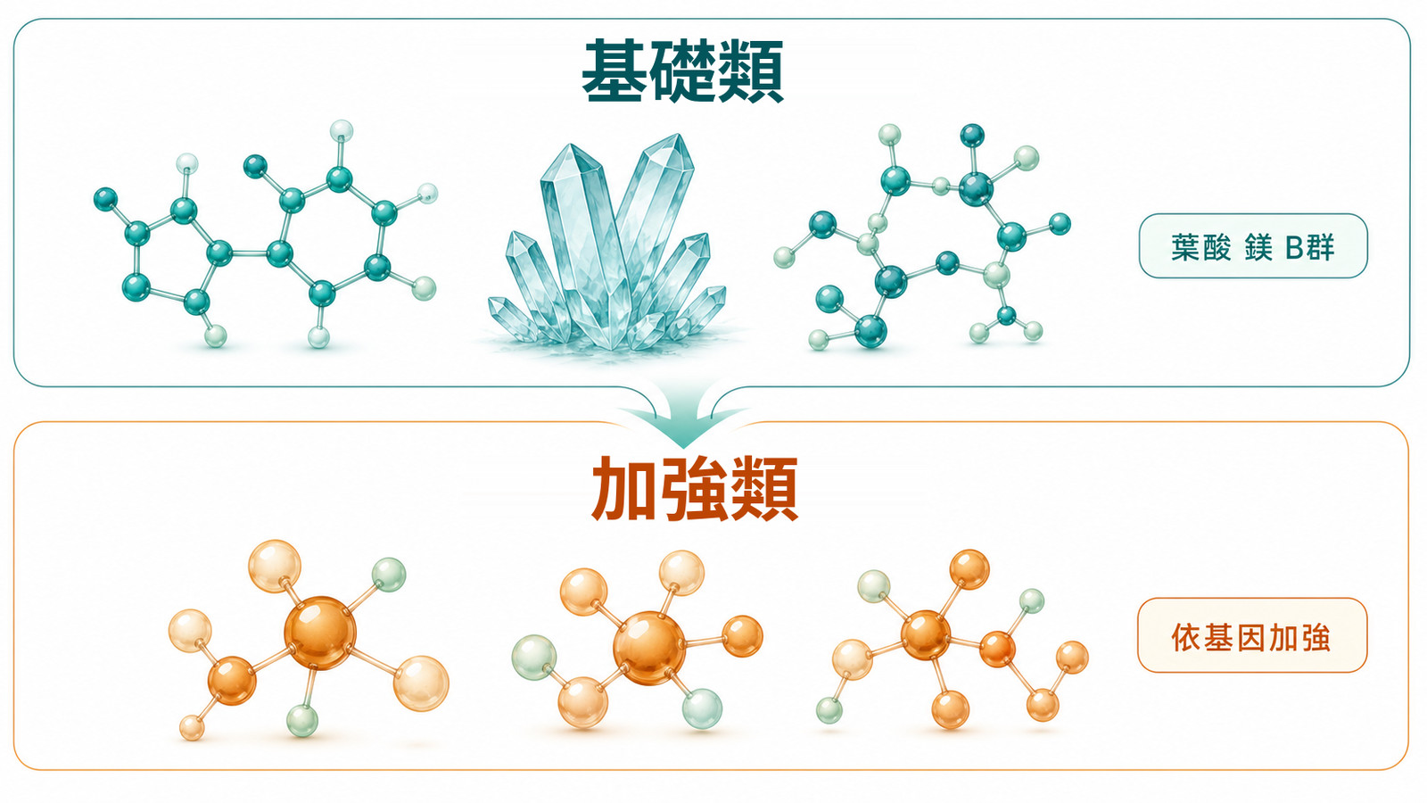心血管基因檢測的日常營養兩組示意:左側基礎類以葉酸、鎂、B 群為日常基礎,右側加強類為依基因推薦的營養節點,兩組隔天交替,一起支持日常營養安排。