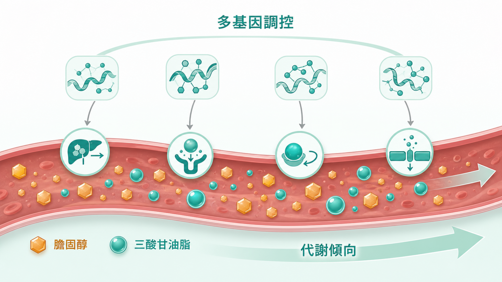 膽固醇基因檢測主題 | 脂質代謝體質:示意血裡的膽固醇與三酸甘油酯經合成、清除、運送多個環節,由多個基因各出一點力共同調控,呈現先天代謝傾向,非疾病或治療示意。