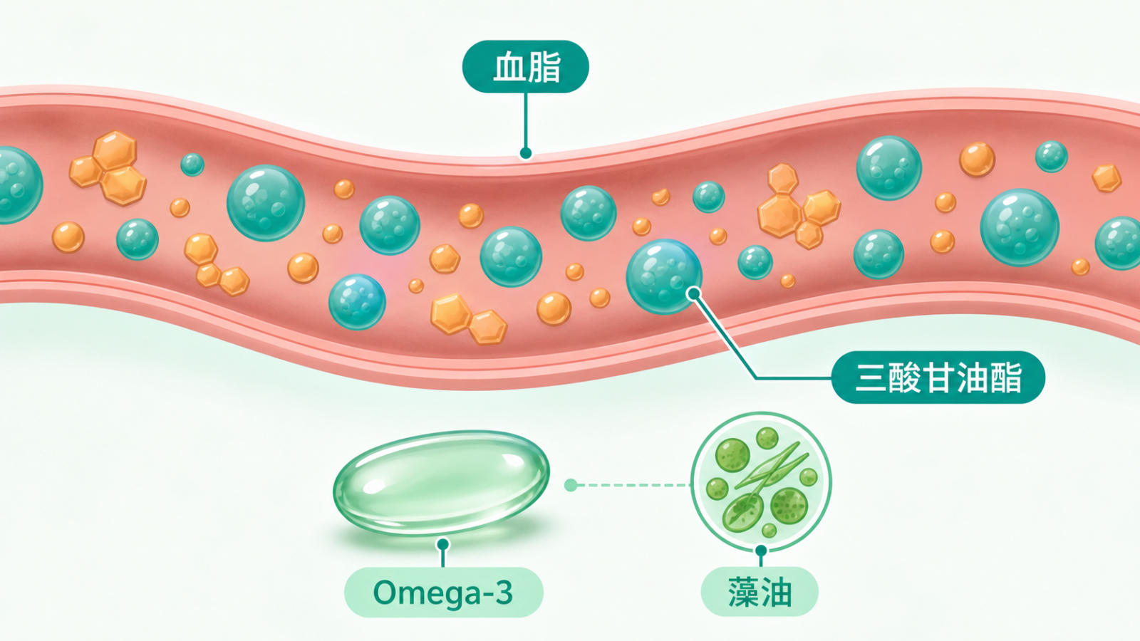 膽固醇基因檢測 | Omega-3 與血脂示意:研究討論 Omega-3 時常聚焦三酸甘油酯指標,藻油是微藻來源、不含膽固醇。