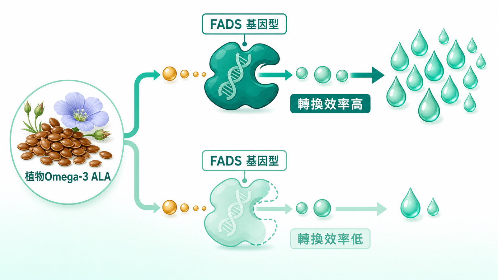 神經營養中的 ApoE 與 DHA 代謝科普示意:以日常 Omega-3 來源到 DHA,再進入脂質代謝脈絡的流程呈現,ApoE 只作研究背景路標,不作疾病風險預測。
