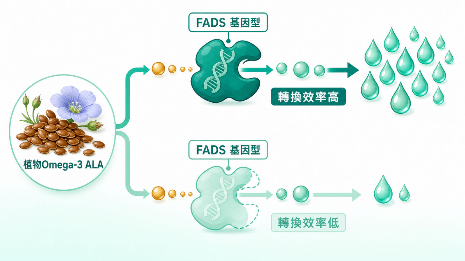 神經營養中的 ApoE 與 DHA 代謝科普示意:以日常 Omega-3 來源到 DHA,再進入脂質代謝脈絡的流程呈現,ApoE 只作研究背景路標,不作疾病風險預測。