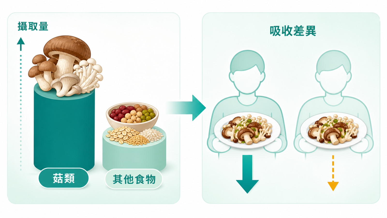 麥角硫因功效 | 麥角硫因吸收來源示意:菇類為主要食物來源,從飲食實際吃到的量因人而異。
