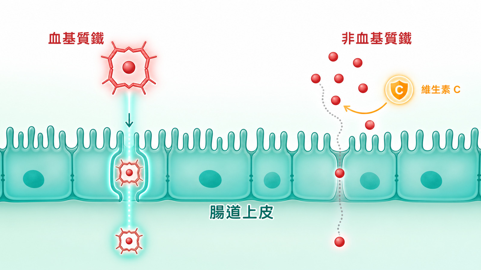基因與鐵質吸收差異 | 兩種鐵的比較:左邊血基質鐵透過 teal 通路順利被腸道上皮吸收,右邊非血基質鐵速度較慢、需要維生素 C 幫忙才好吸收,中央橫向為腸道上皮的吸收路徑,說明兩種鐵吸收效率不同。