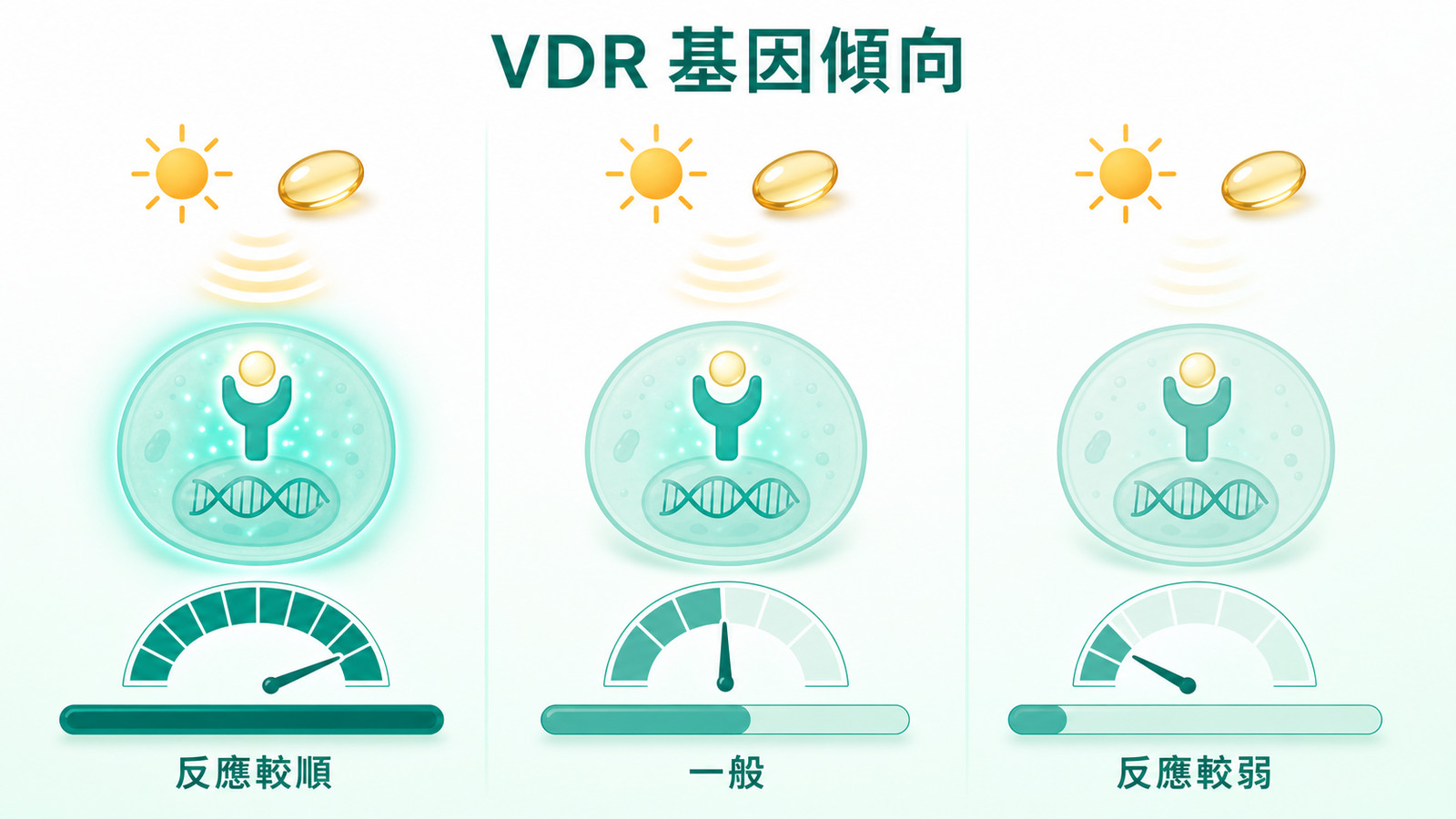 維生素D補充看基因 | 基因型差異:三格同色強度圖,相同日曬與維生素 D 下,VDR 基因傾向不同使細胞對訊號的接收與反應呈反應較順、一般、反應較弱的高低落差。