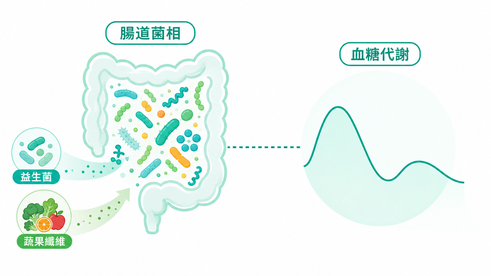 腸道菌相與血糖代謝關聯示意:以虛線連結表示「與…有關」的觀察性關聯,並標示益生菌與蔬果纖維,呼應血糖代謝與基因的個體差異。