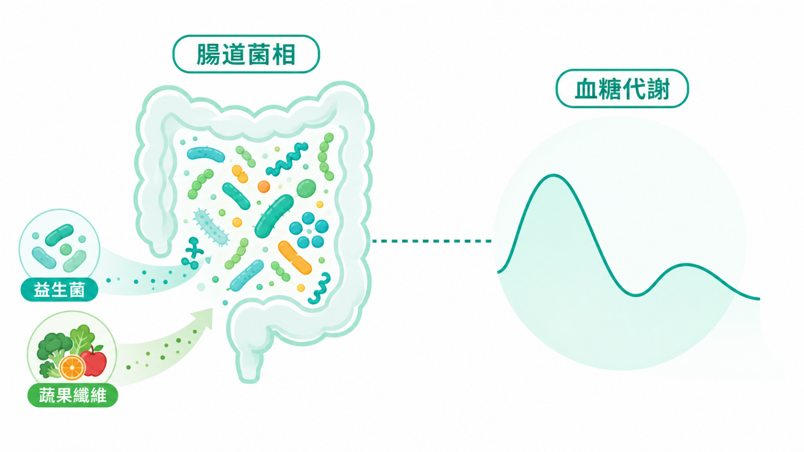 腸道菌相與血糖代謝關聯示意:以虛線連結表示「與…有關」的觀察性關聯,並標示益生菌與蔬果纖維,呼應血糖代謝與基因的個體差異。