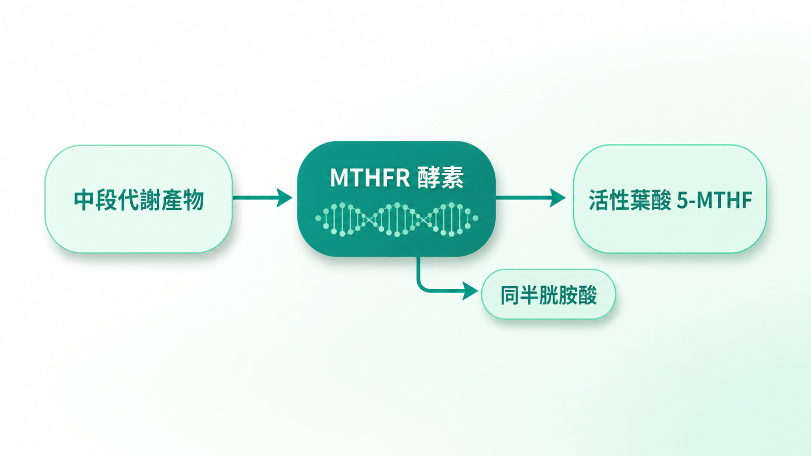 MTHFR 葉酸基因 | 葉酸代謝路徑示意:葉酸代謝中段產物經 MTHFR 酵素轉為活性葉酸 5-MTHF,並標示同半胱胺酸代謝分支。