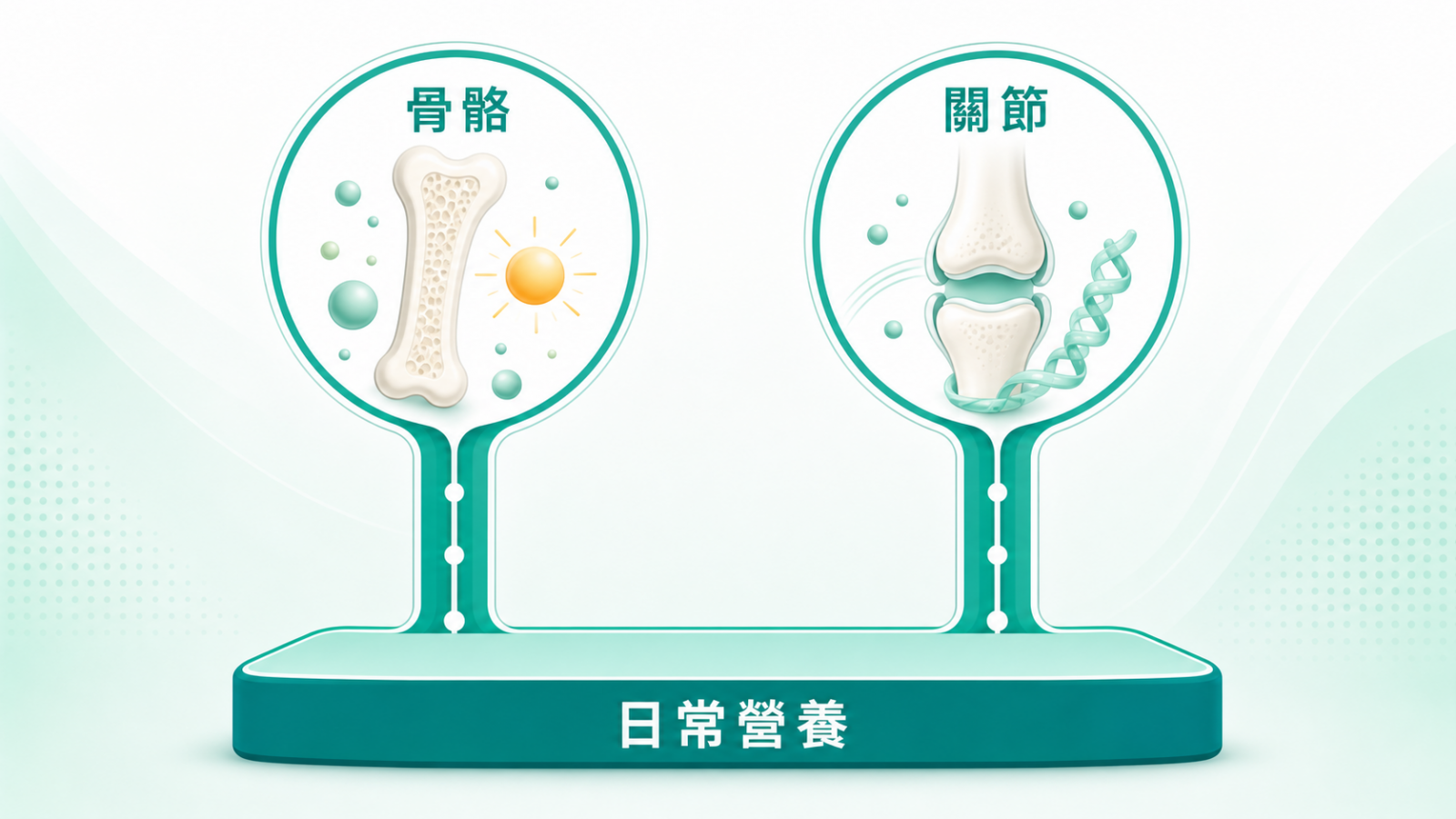 銀髮族日常營養 | 骨骼與關節雙軌示意:骨骼與關節兩條營養主軸,由日常營養共同支撐,屬營養衛教科普,非疾病或治療描述。
