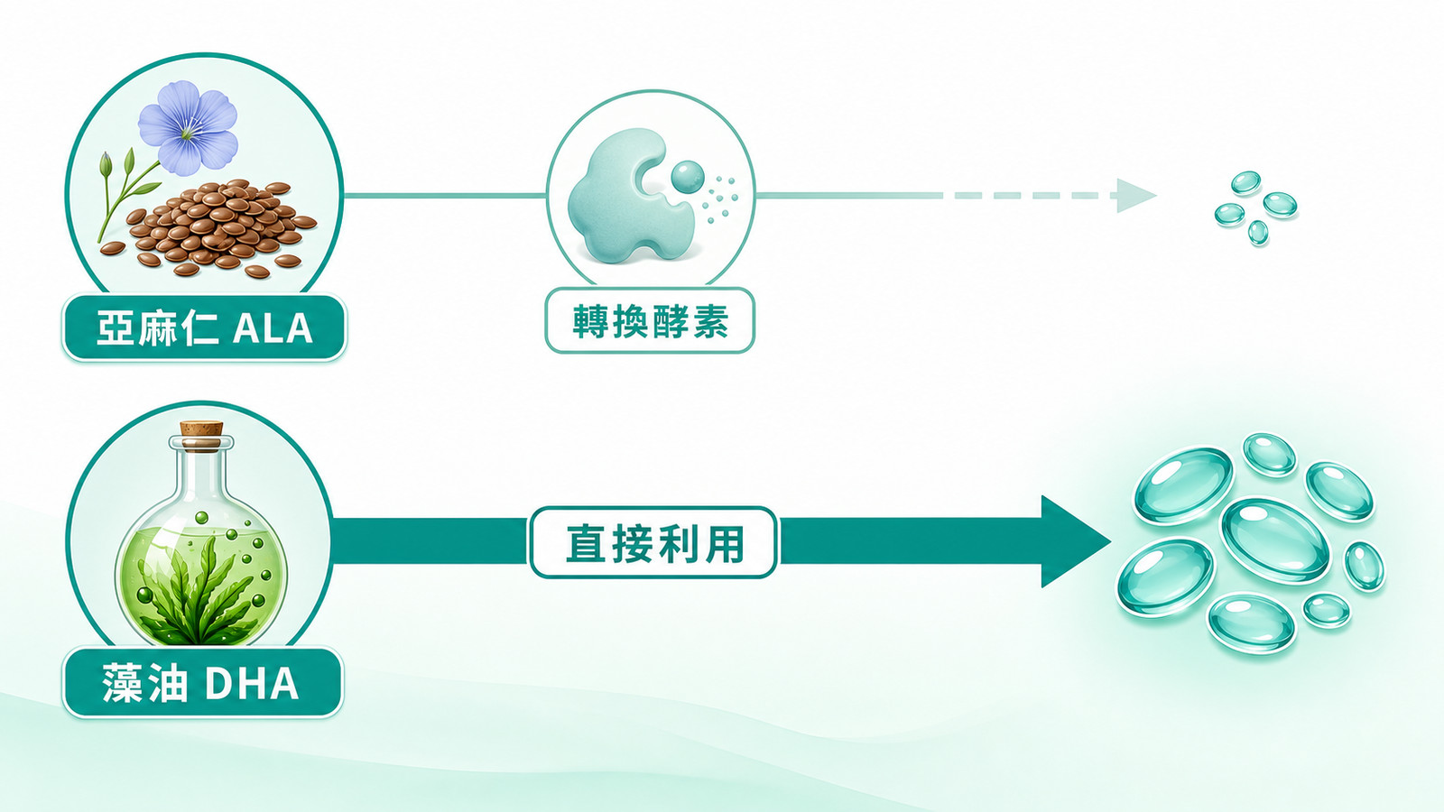 素食 Omega-3 藻油 | 植物性 Omega-3 轉換示意:亞麻仁 ALA 經酵素轉換效率有限,藻油可直接提供 DHA。