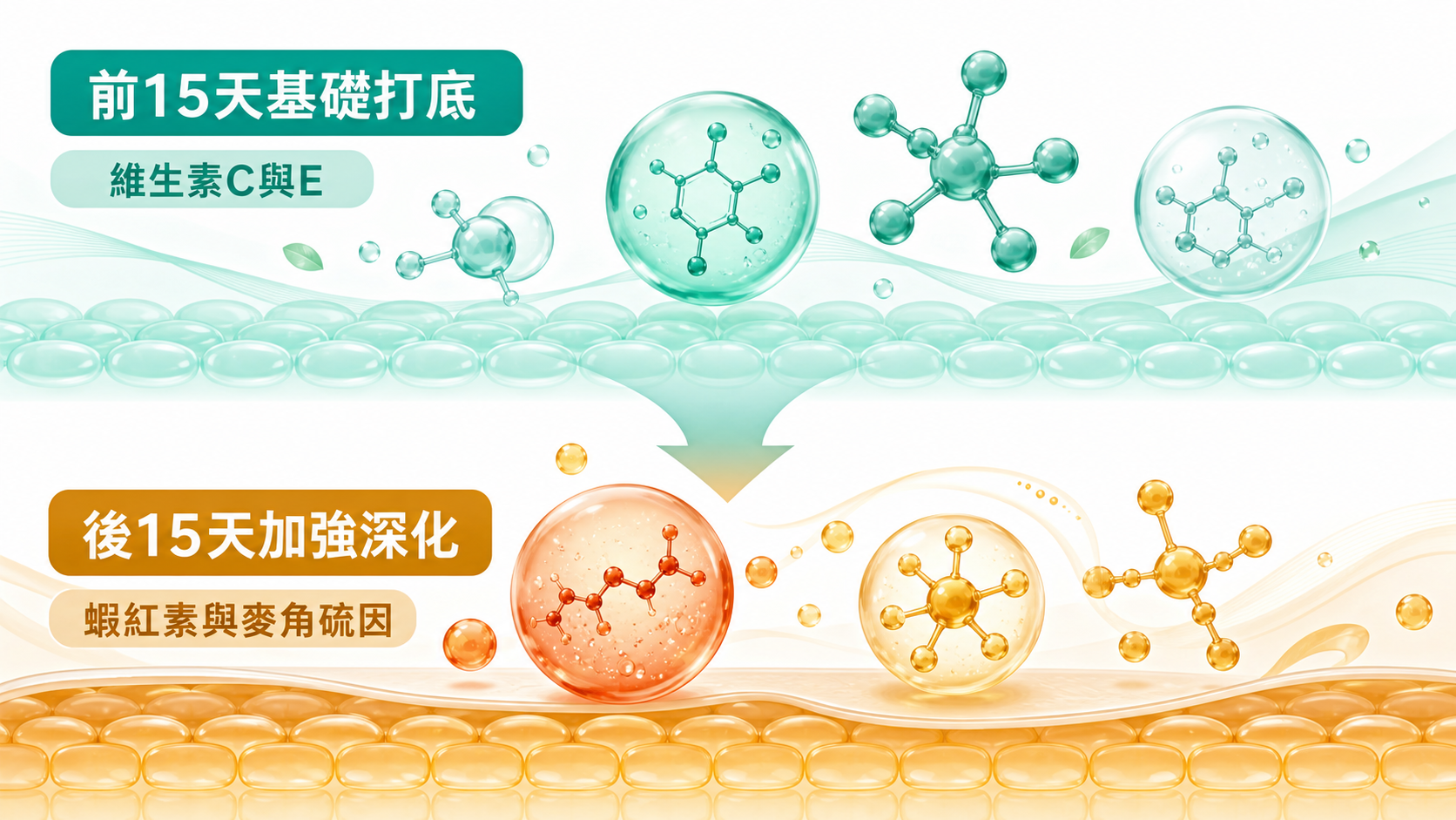 BLNC 兩階段抗氧化保養策略圖(成分性質示意、非產品功效)| 兩階段策略:上半部前15天基礎打底用維生素C與E,下半部後15天加強深化用蝦紅素與麥角硫因,對應穀胱甘肽這一整套日常保養的前後節奏。
