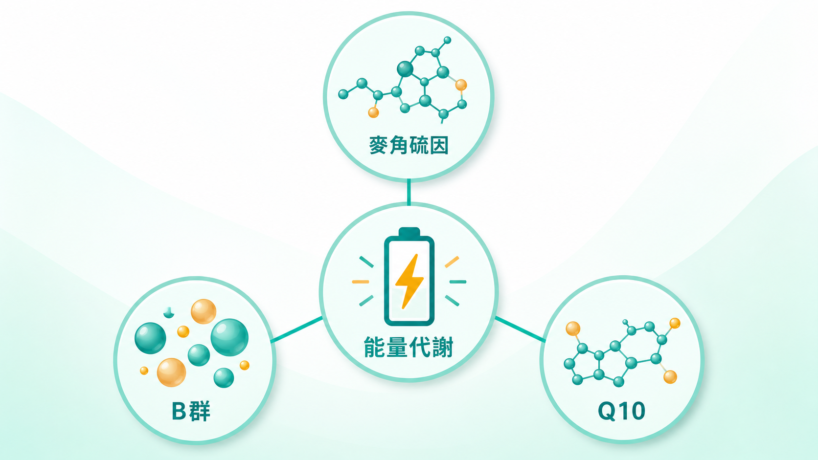 麥角硫因功效 | 複方搭配:麥角硫因與 B 群、Q10 組成這支加強配方(B 群、Q10 顧能量代謝),說明搭配邏輯。