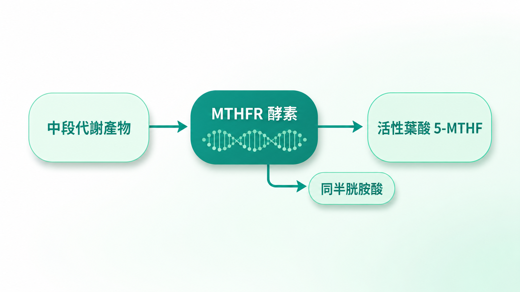 MTHFR 葉酸基因 | 葉酸代謝路徑示意:葉酸代謝中段產物經 MTHFR 酵素轉為活性葉酸 5-MTHF,並標示同半胱胺酸代謝分支。